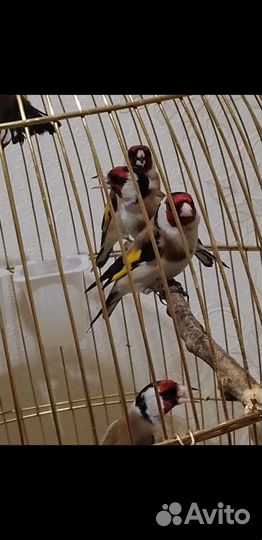 Щеглы певчие птицы