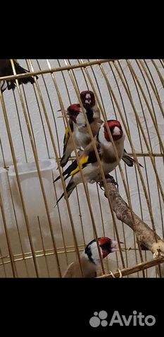 Щеглы певчие птицы