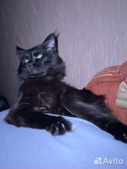 Мейн-кун вязка