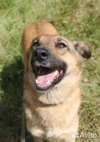 Собака ищет любящую семью