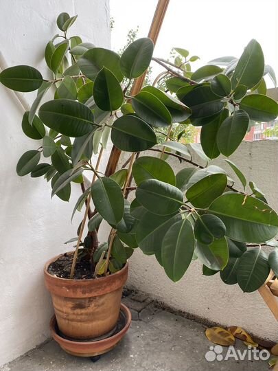 Большой фикус