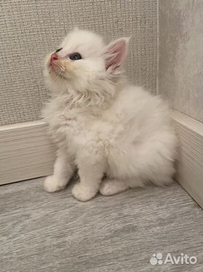 Котята в добрые руки белые