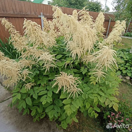 Волжанка обыкновенная