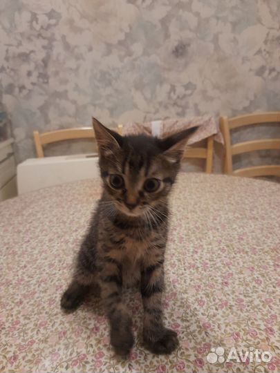 Киттик невдупленыш в дар