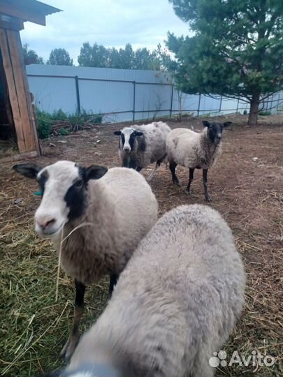 Овцы