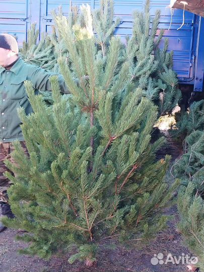 Новогодняя ёлка, сосна