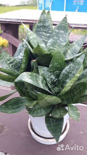 Сансевиерия ханни