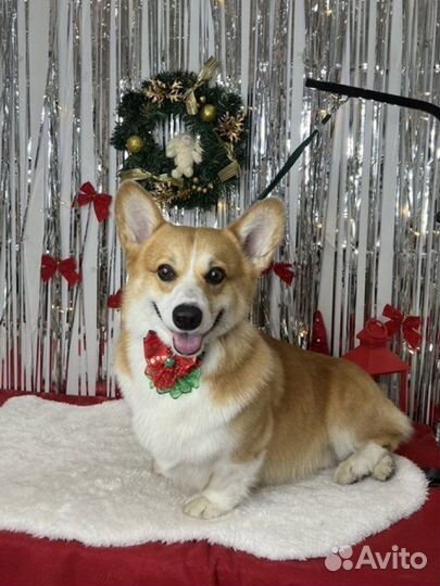 Вельш-корги пемброк вязка