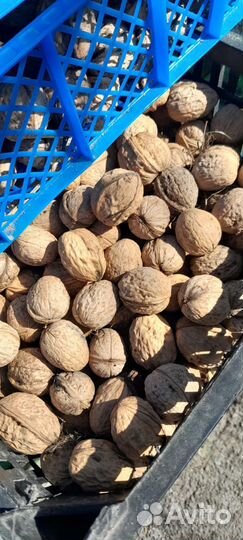 Грецкий орех в скорлупе