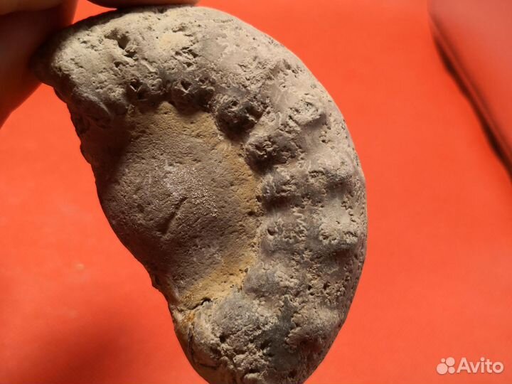 Набор волжских окаменелостей