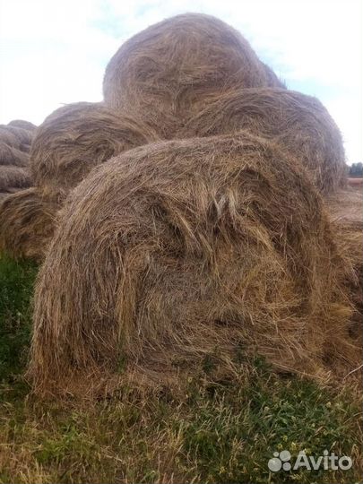 Продам сено в рулонах