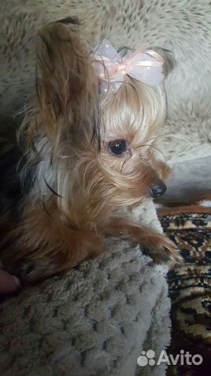 Мини йорики