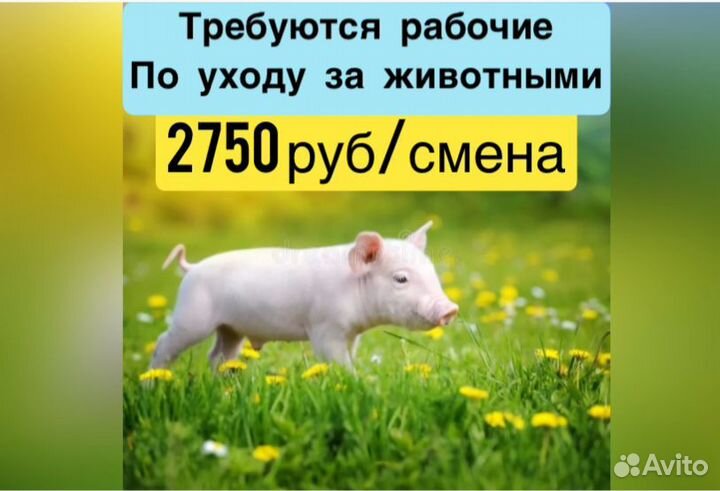 Разнорабочий по уходу за жив. на ферму Курск.об