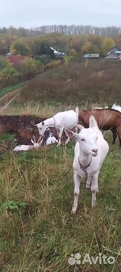 Козы разные