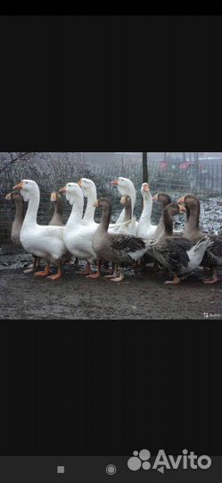 Закупаем пух-перо подушки перины