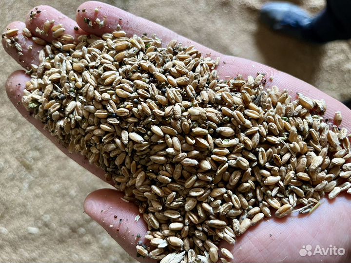 Пшеница фуражная