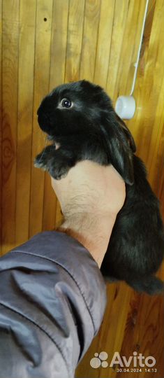 Кролики мясных пород