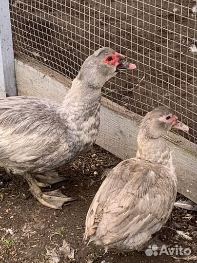 Яйцо цыплята Брама индоутята Лаванда