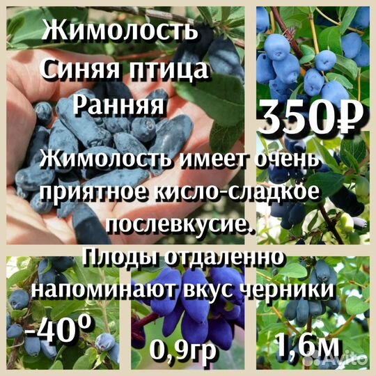 Жимолость 2ух летки