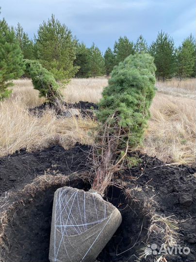 Ель с доставкой и посадкой