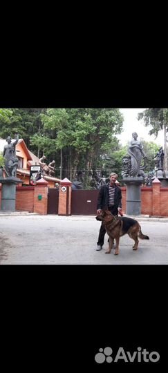 Помощник по хозяйству с функциями водителя