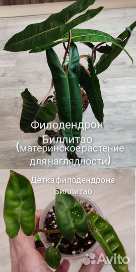 Комнатные цветы. Филодендрон Биркин,Биллитао, кофе