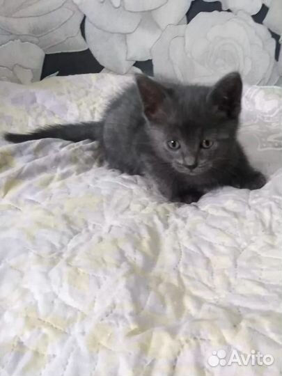 Котенок девочка 2 месяца,бесплатно