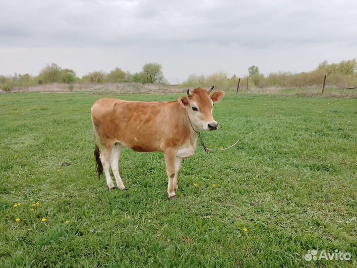 Телочка джерси