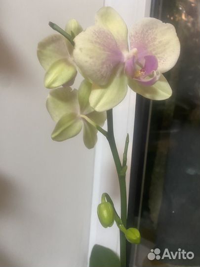 Орхидея фаленопсис сортовая