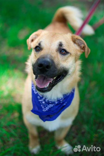 Малыш Батлер ждёт семью в приюте