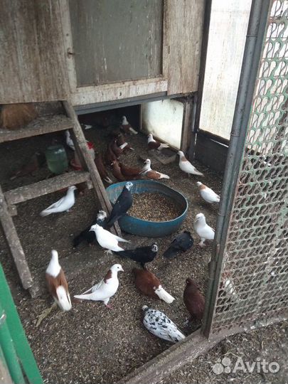 Продаю породистых голубей разных окрасов