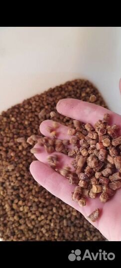 Перга пчелиная