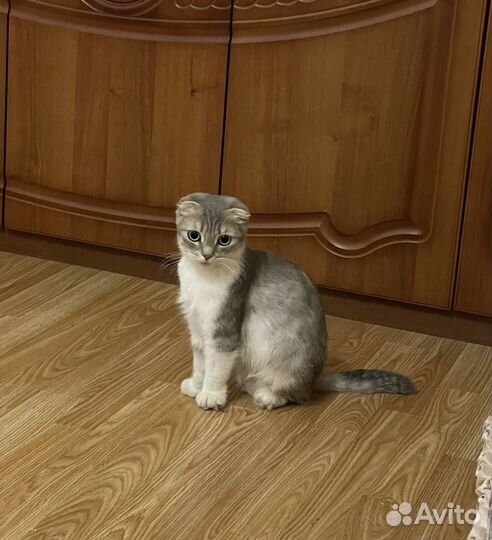 Шотландская коротконогая