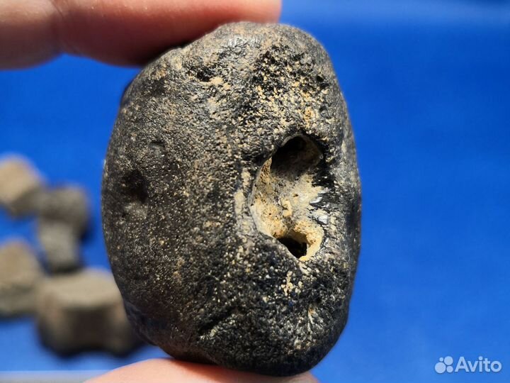 Фрагменты окаменелых позвонков кита цетотерия