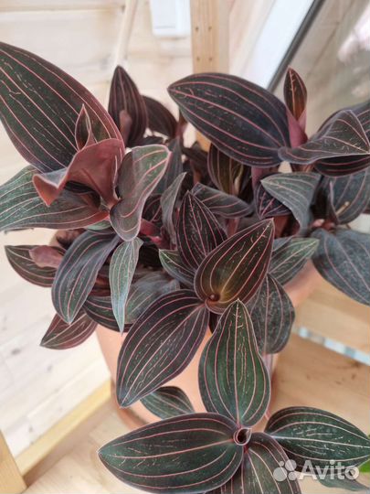 Орхидея лудизия драгоценная