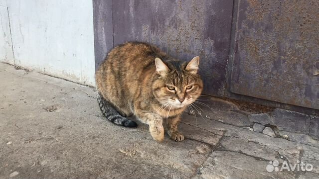 Кошка