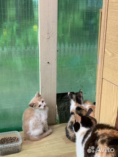 Котята в добрые руки