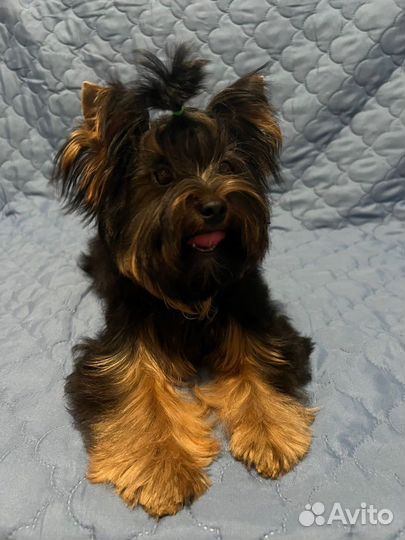 Красивый мальчик йоркширского терьера