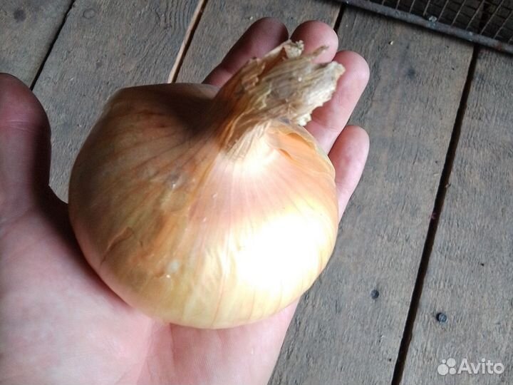 Лук Бессоновского района