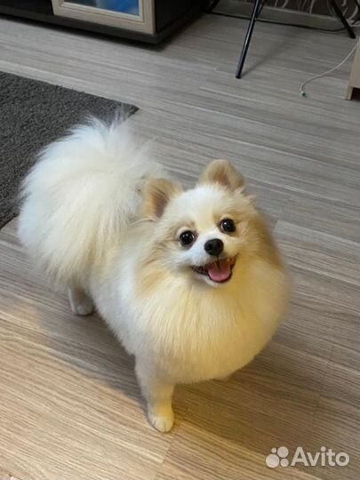 Щенки немецкого шпица