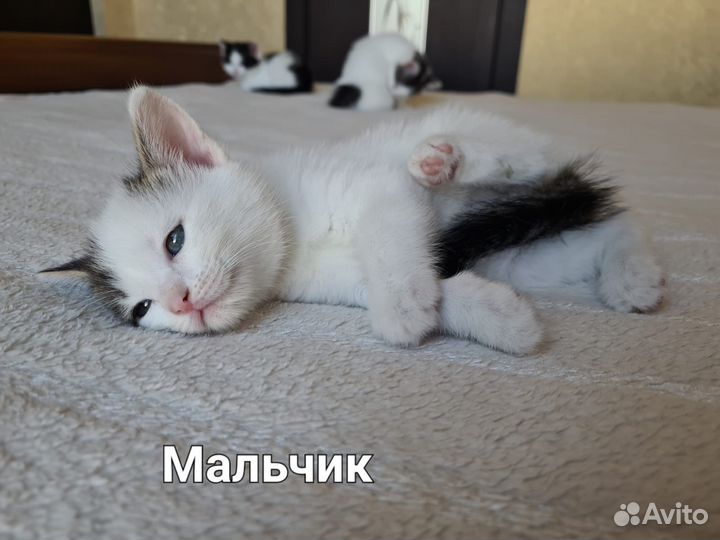 Кошка в дар бесплатно