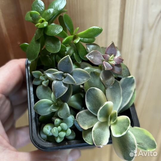 Суккуленты набор