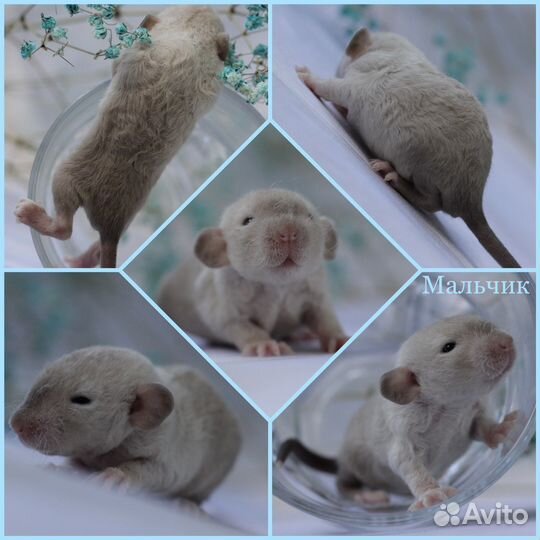 Крысята декоративные