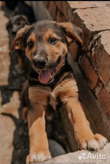 Спасённый щенок ищет любящего хозяина