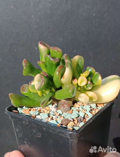 Крассула, Crassula Gollum yellow variegata