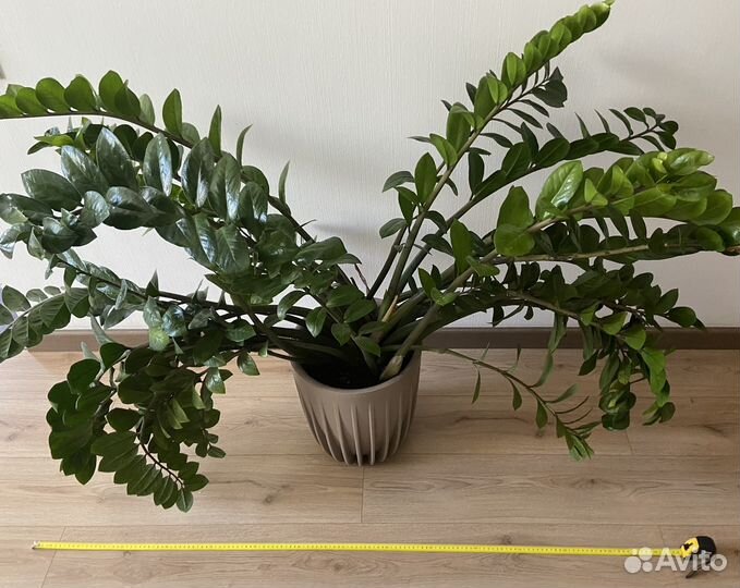 Шикарный замиокулькас высото 1,2 м
