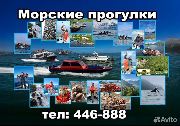 Прдам мясо лося