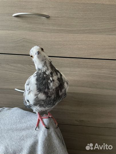 Голубь в добрые руки