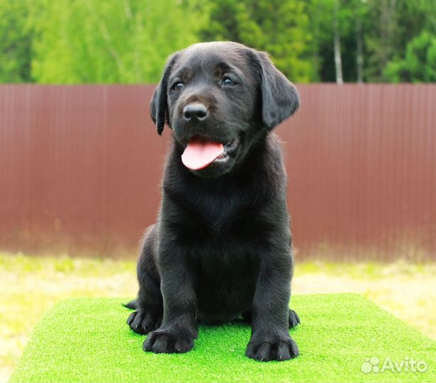 Щенок лабрадора