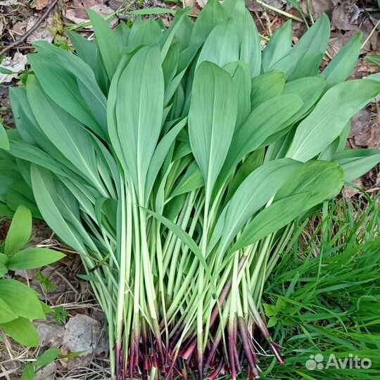 Черемша, грибы заморожен. и маринованная